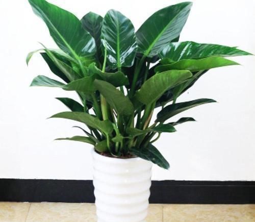 4种“招财花”,喜不喜欢都要养,家里放一盆,财运自己送上门