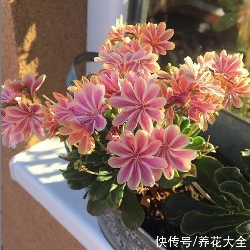12月逛花市，买3种便宜花，10块钱能买3盆