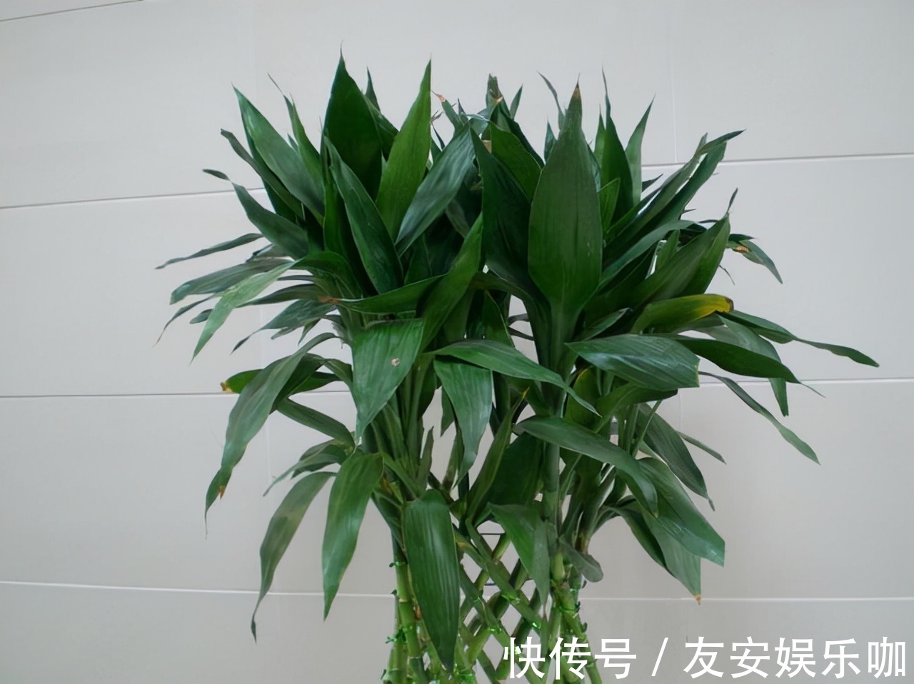 富人爱养这“4种”花,摆在客厅能“旺家”,对身体也有利