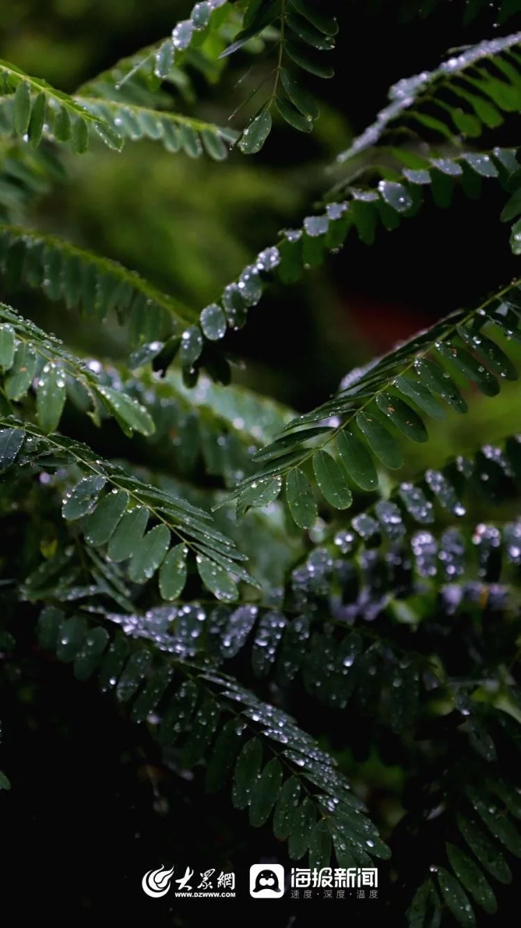 天下风物——《秋天的童话｜雨中赏荷邂逅别样诗意》风光题照