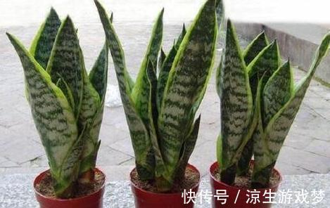 虎皮兰叶片发软,萎蔫躲不过4种情况,你做对了吗看看吧