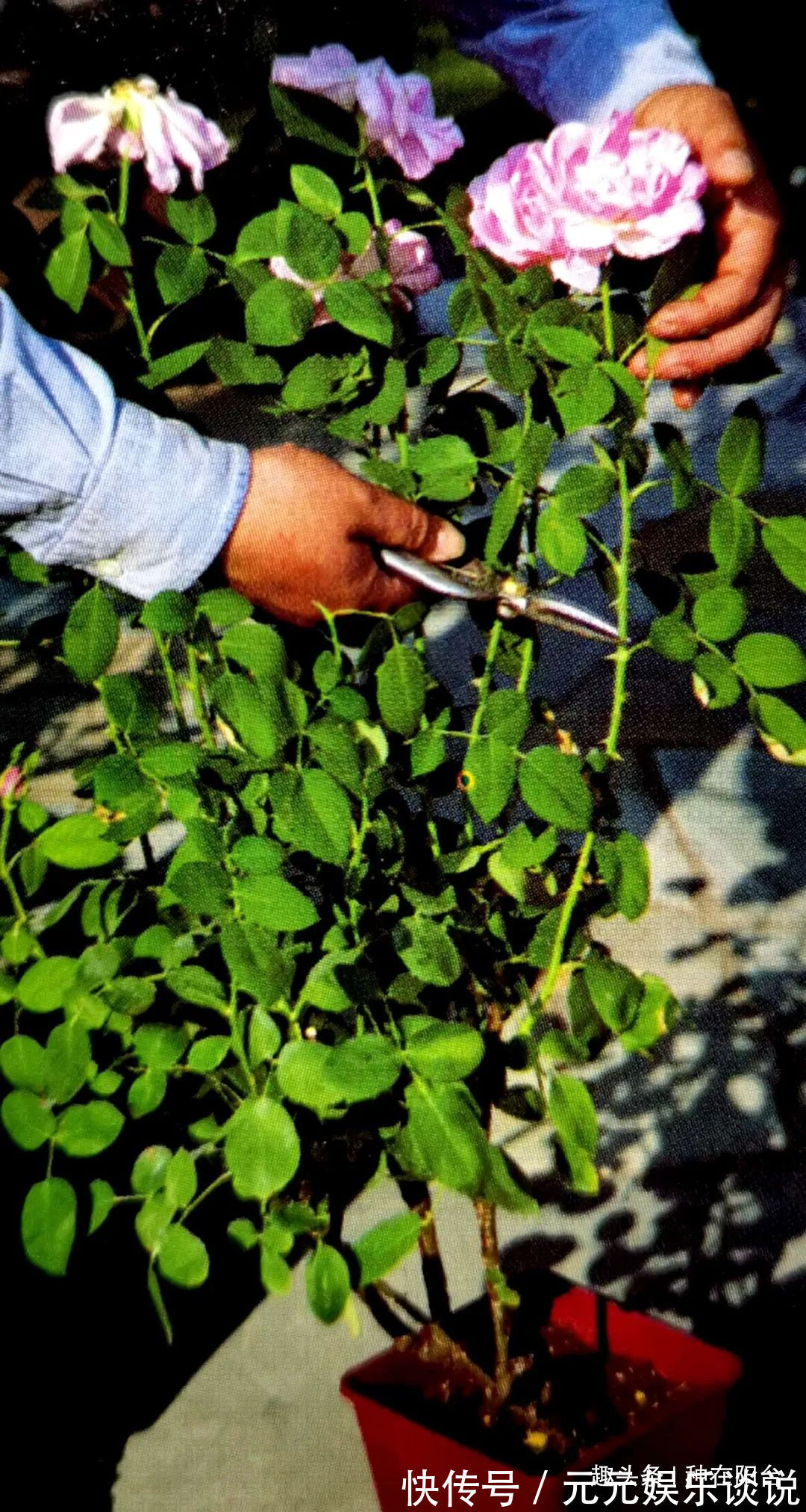 修剪是激活玫瑰“生长干劲”的开关,必备扭动开关小窍门!