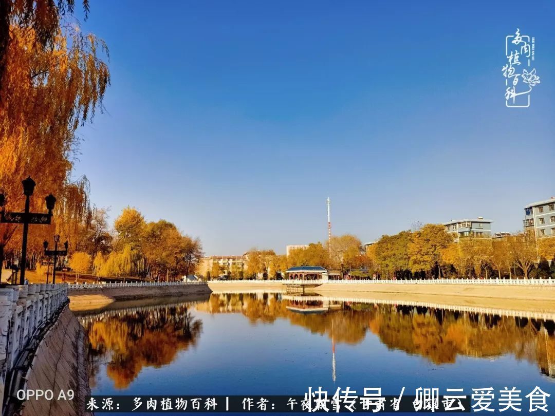 久在晴冬等雪来——北方阳台党的多肉成长历程!