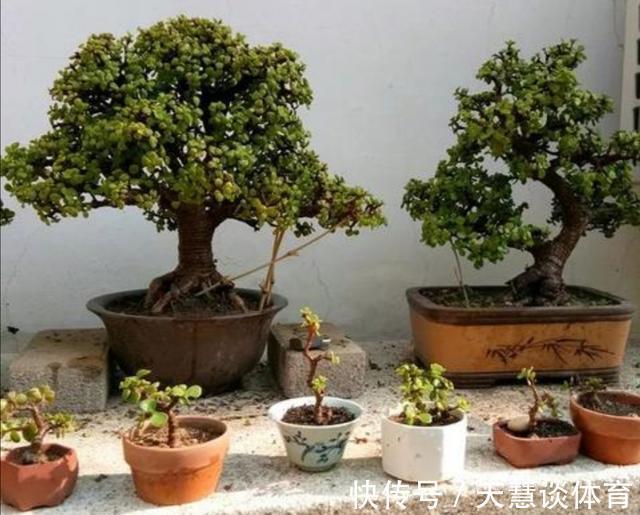 天气冷,六种花要“干养”,少水多晒才健壮,养成老桩更旺家