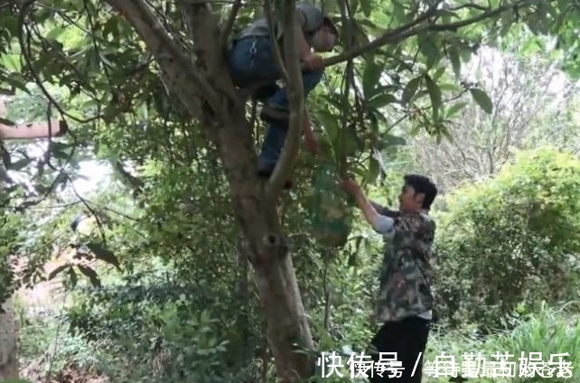 采摘|小伙冒险爬上高高的大树,只为了摘一种金黄色的果子,大伙都吃过