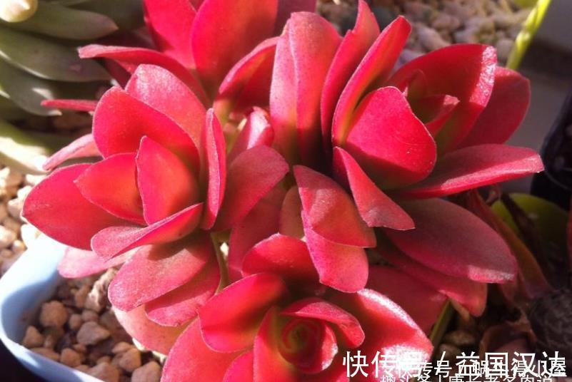 白粉病|多肉火祭算不算好品种?看完它的优点和缺点,我想大家自有定论