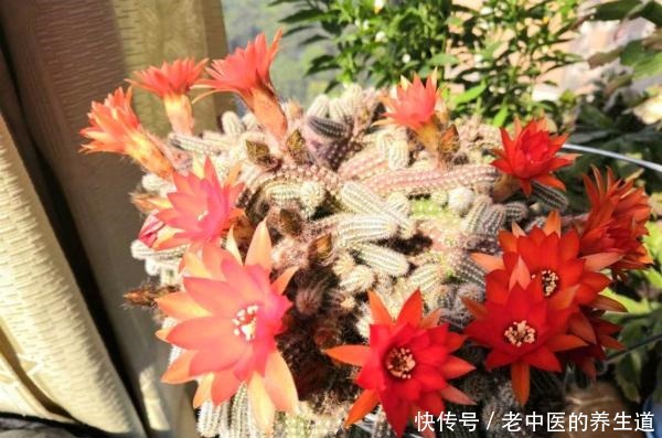 比玉坠还能长的多肉,夏天开花真漂亮,挤爆花盆很轻松!