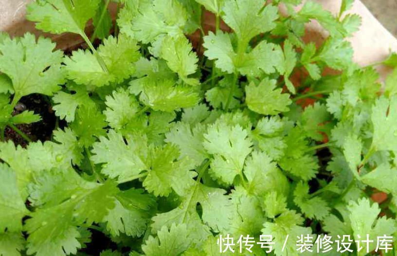 花土|解锁泡沫箱新去处：拿来养花，经济环保又实用