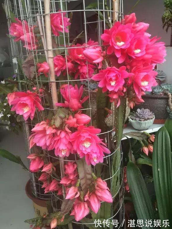荷花|一盆仙人掌,叶子像腰带,这样养3年,开出60朵大荷花