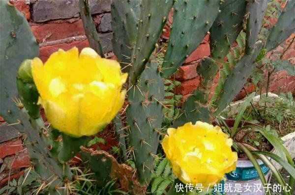 公认的六大“懒人花”,懒养更容易出状态!