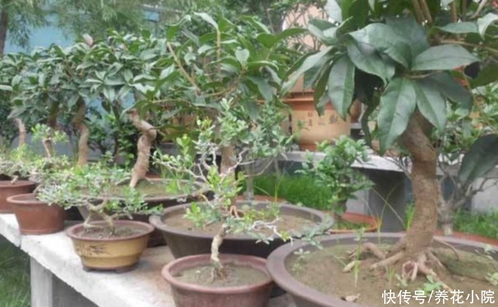 桂花|8月桂花正长花苞，给它用上1种肥，开花多，香味更浓