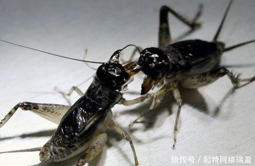 溥仪晚年回故宫,从龙椅下翻出个“宝贝”,宝贝是什么?