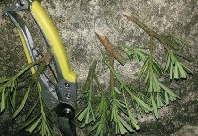 “值钱”的2种树,想养不用买,“枝条”剪下来种植,5个月变盆景