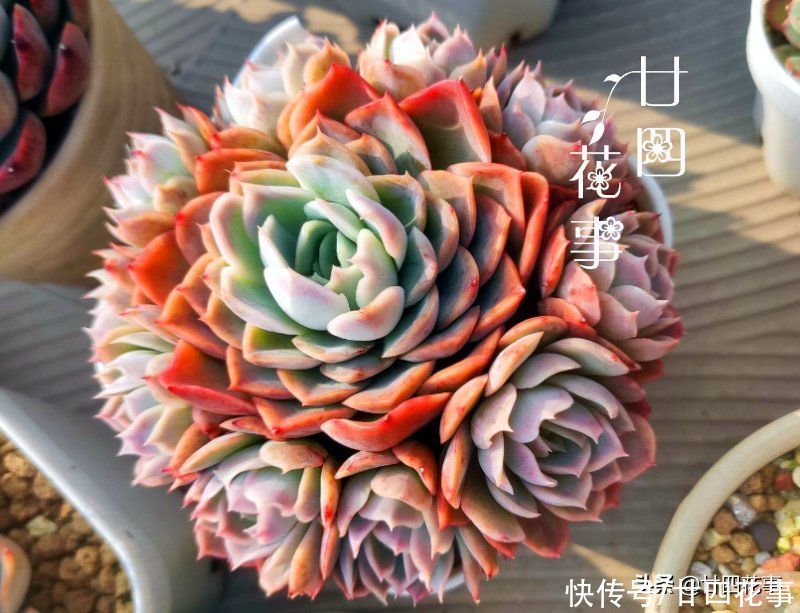 立春过后养多肉，注意5个方面，做好8个字，鲜肉肥美满阳台