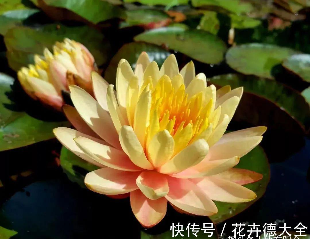 水深|“水中女神”睡莲的生长期档案，在最恰当的时机栽种与收获！