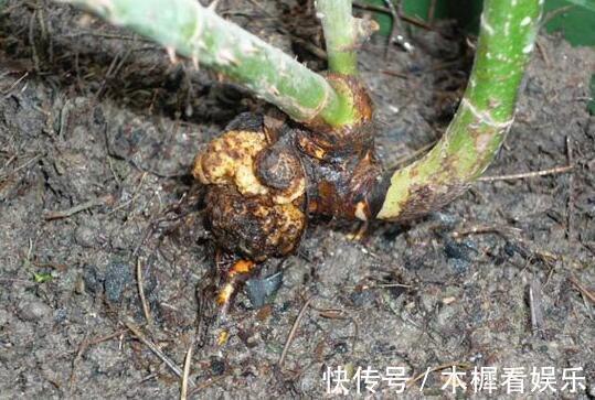 病因|月季得了根瘤病怎么办教你“4法”,找对病因,提早预防是关键