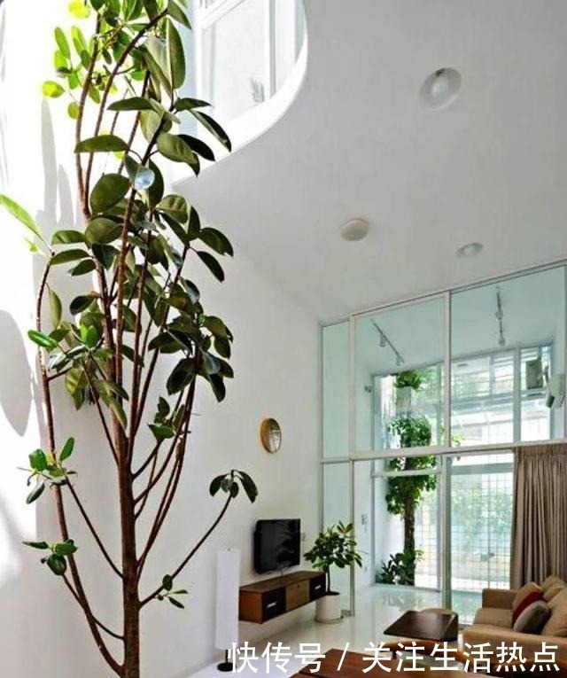 幸福树|客厅养4种“树”真过瘾,几年长到2米高,懒人养“最合适”!