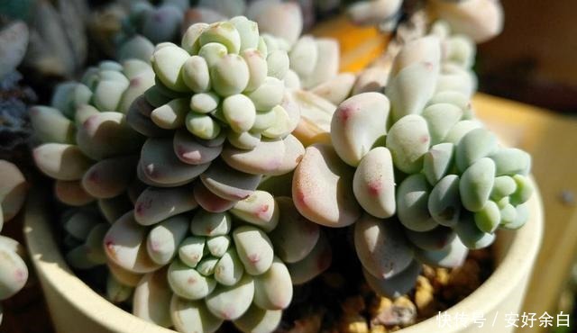 夏天多肉怎么浇水注意这4点，干爽适宜好度夏！