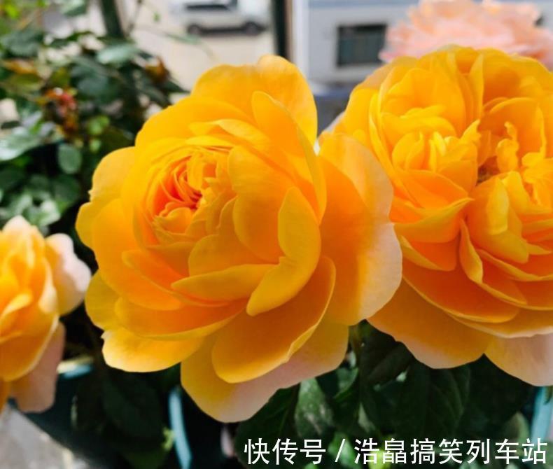 养花六年，4种花一直不舍得扔，我有喜欢它们的理由