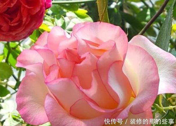 菜籽饼|养花就养4种花，家里养一盆，开花漂亮花期长，谁养谁上瘾