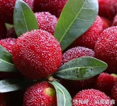 冬季防治便秘,不妨多吃此果,清腸通便,讓腸道越來越健康