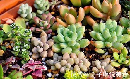 多肉叶插不长芽,记住1个“小方法”,7天冒小芽,轻松长满盆