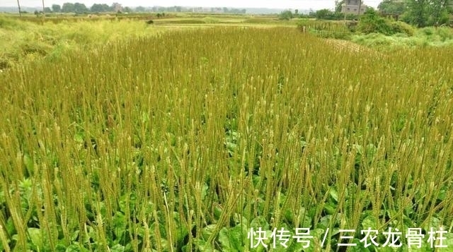 墙角|农村一种常见的墙角草,来泡水喝,止咳效果好且功效丰富