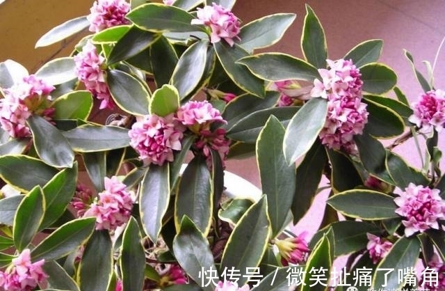 茉莉|阳台就养这些花，花香味浓，久聚不散，香味飘满屋！