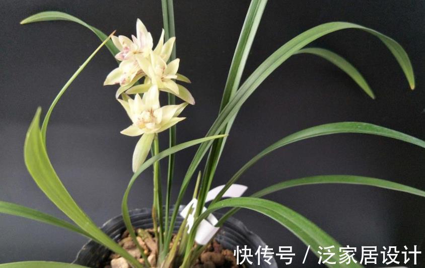 植株|养兰花富山奇蝶,夏秋盆栽嗖嗖开花,花色黄中带有一丝红