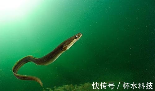 鱼肉|请停止吃这5种鱼,可能含寄生虫和重金属,看看你是否爱吃