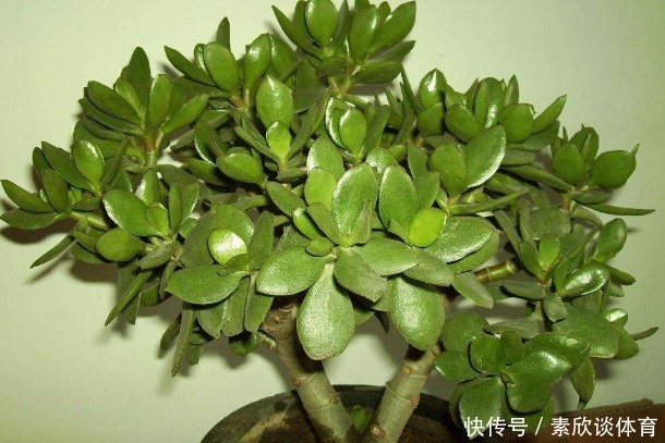 寓意|养花不如“养树”，这4种树镇宅又招财，时间越久越增值！