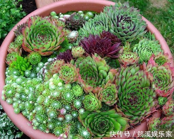 观音莲|丢在石缝中也能生长的多肉盆栽,大半年不管还爆盆,美极