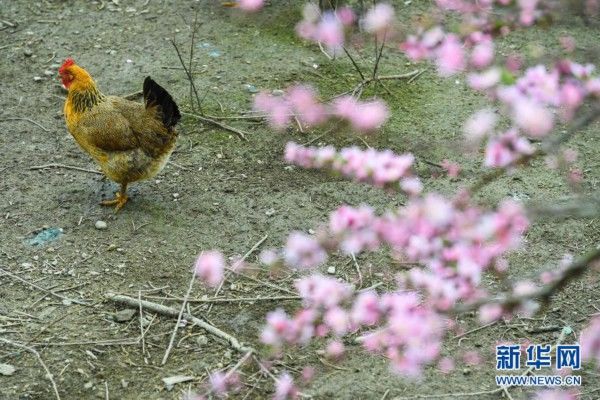 中年|春景繁花秀