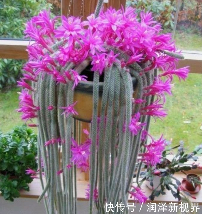 4种花特适合养阳台,美的出奇,花量大花期长,给点水就疯长!