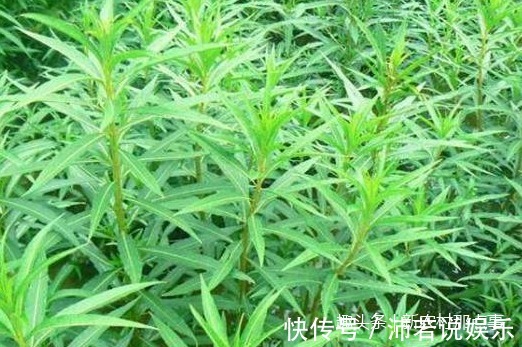 古蔺|这被苗族称为“神仙草”的它,别错过了,它对治疗肝炎可是有奇效