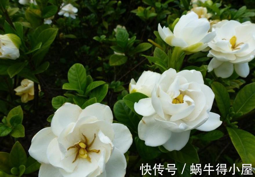 缠枝牡丹|7月买花有讲究,6种花正花苞满枝,带回家清香宜人小半年