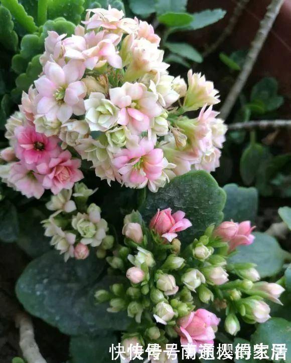 冬天养花选“长寿”,这10个品种“好养”,一个赛一个的漂亮