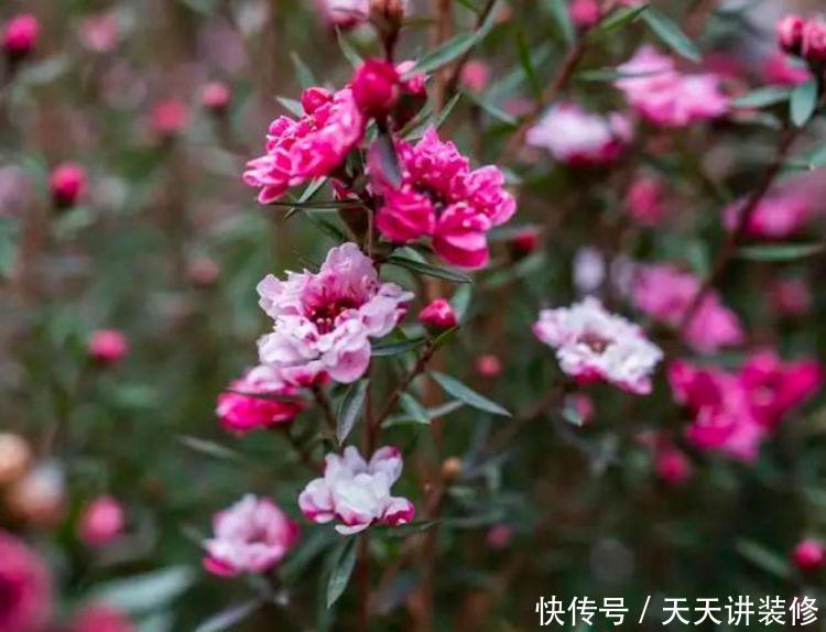 养花|养花就养此几款，形状特别，又显贵气，颜值超高的