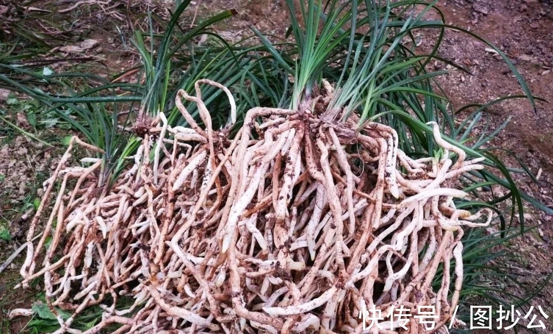 兰花快速生根有诀窍吗？兰友：照这4步操作，30天内就长新根