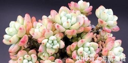 多肉|盘点8款胖多肉,颜值高好养护,喜欢多肉一定别错过!