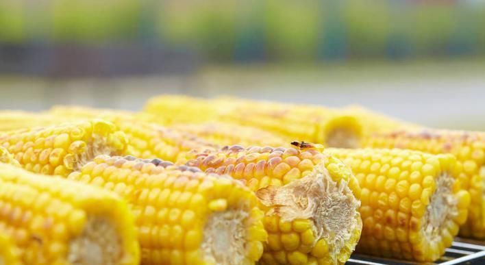 营养|常吃玉米对身体好,但不能如此吃,没营养还伤身体,很多人不清楚