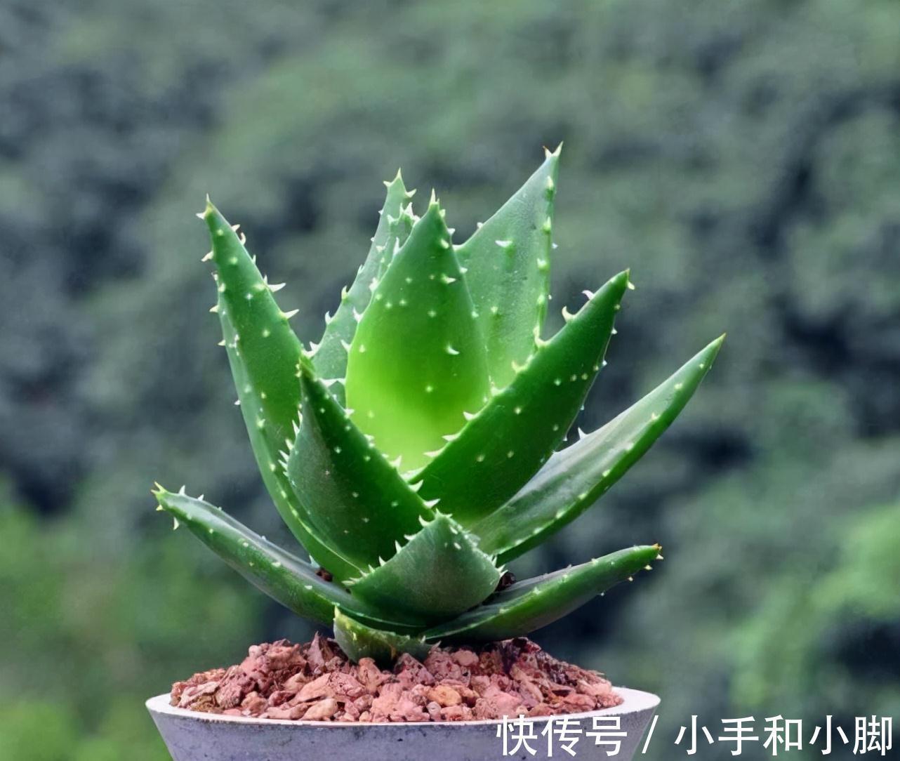 9种“健康花”,能吃能泡茶,客厅养一盆,清洁空气,吉利大气