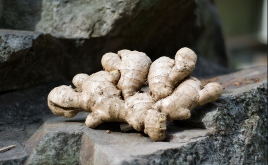 气机|秋天了，到底还能吃姜吗老中医告诉你秋季吃姜、用姜养生妙招！