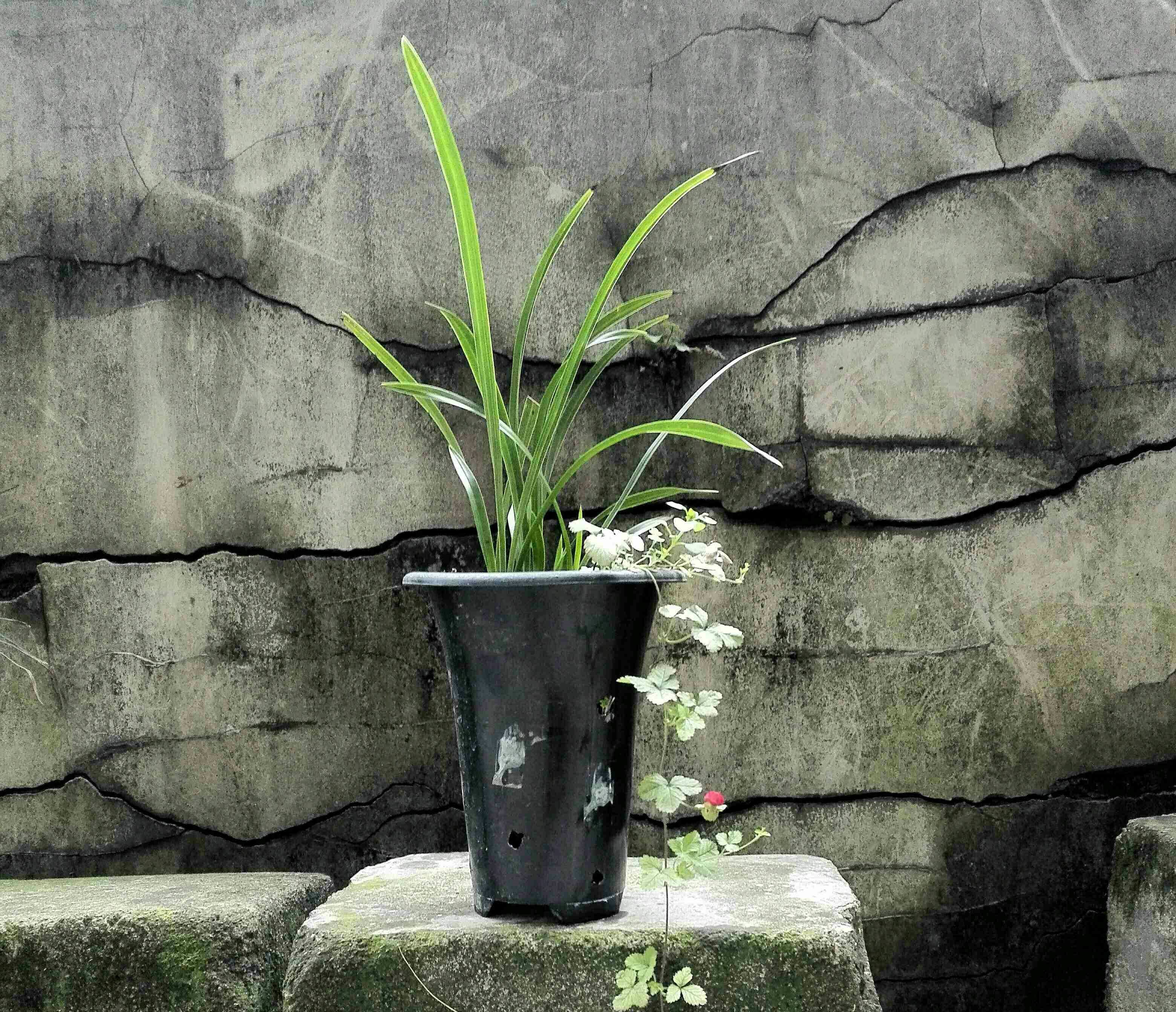 种植兰花用浅盆好还是用深盆好十年兰花老农给出了答案