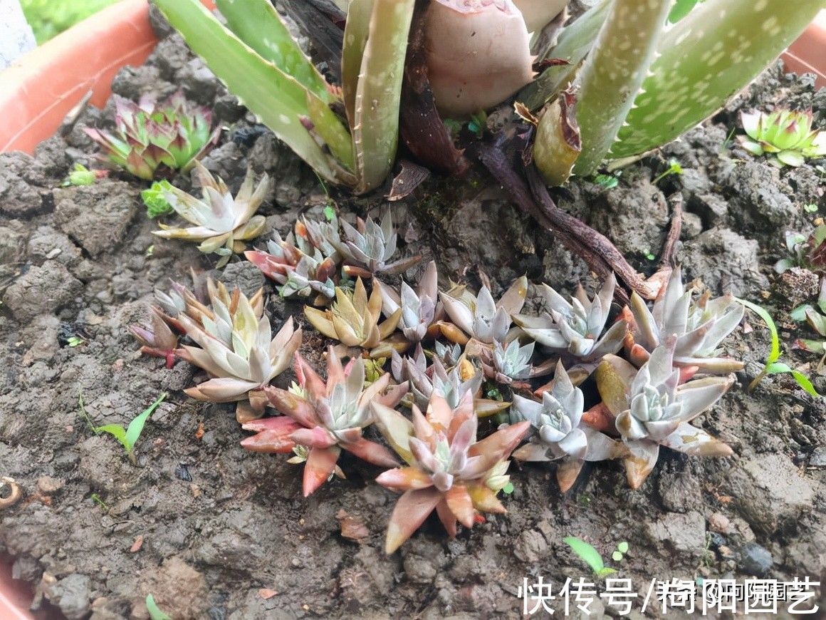 房顶|不花钱的多肉,老家房顶全都是,密密麻麻一大片!带着麻袋挖