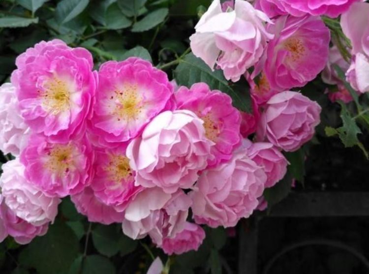 家里要养几种花,开花吉祥又喜庆,比牡丹还美,年年开花美翻