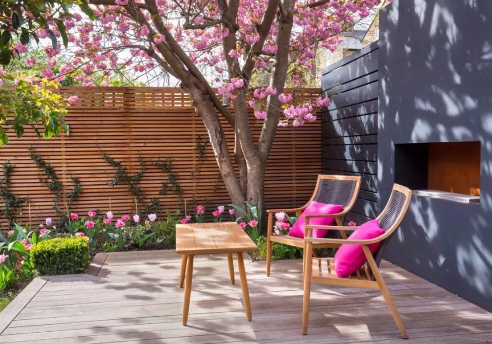 扦插|邻居的院子夏日几乎没“蚊虫”,原来是因为养了3种花,我也要养