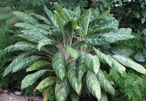 角落|17种适合生长在弱光处的室内植物,可以摆放在家里的任何角落