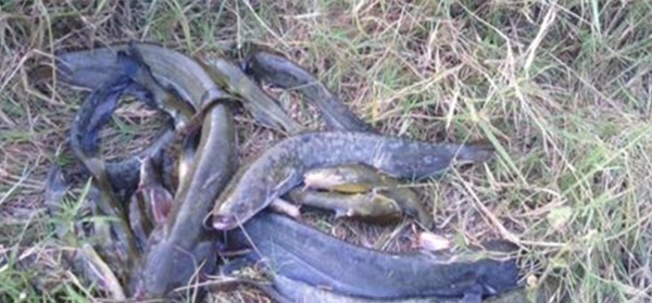 手竿钓鲶鱼，这种钓法才够狠，不愁不上鱼，渔获轻松翻几倍