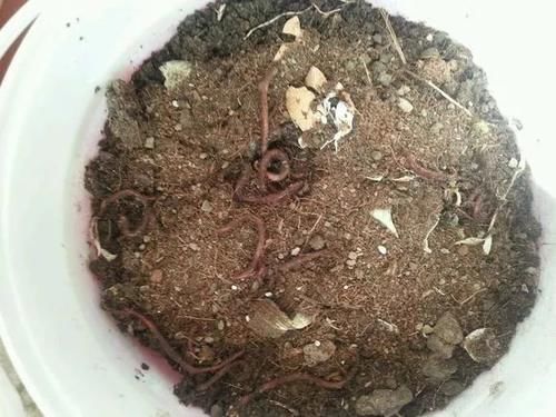 自制4种营养土,再也不板结烂根,大白根能挤破盆!